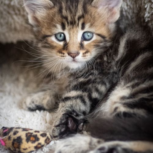 Chatons norvégiens disponibles pour mi février #2