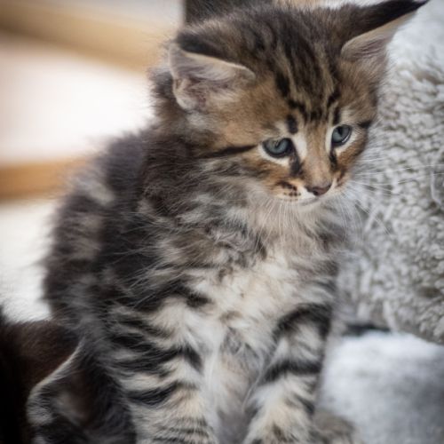 Chatons norvégiens disponibles pour mi février #3