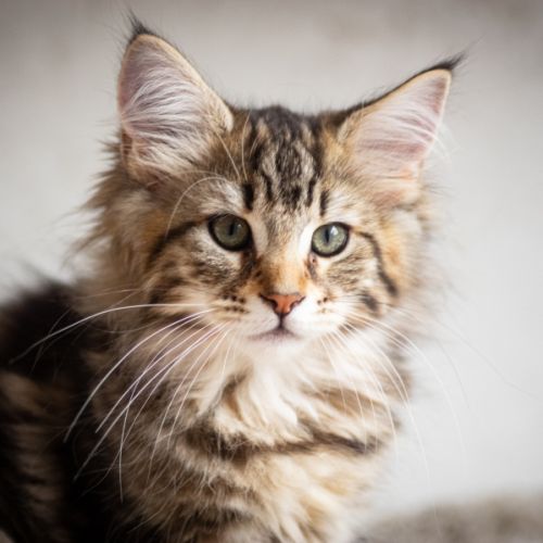 Chatons norvégiens disponibles pour mi février #0