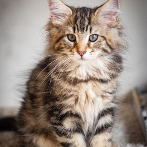 Chatons norvégiens disponibles pour mi février #3