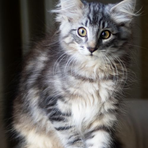 Chatons norvégiens disponibles pour mi septembre