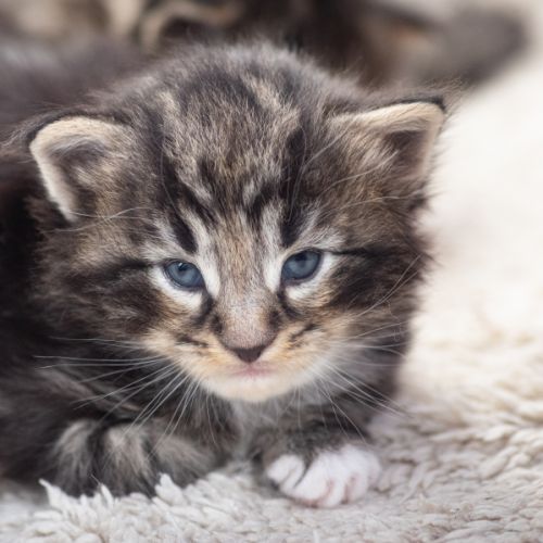 Chatons norvégiens disponibles pour fin août #2