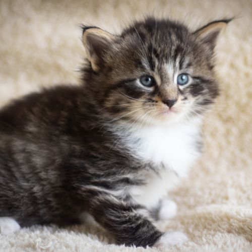 Chatons norvégiens loof disponibles pour fin août