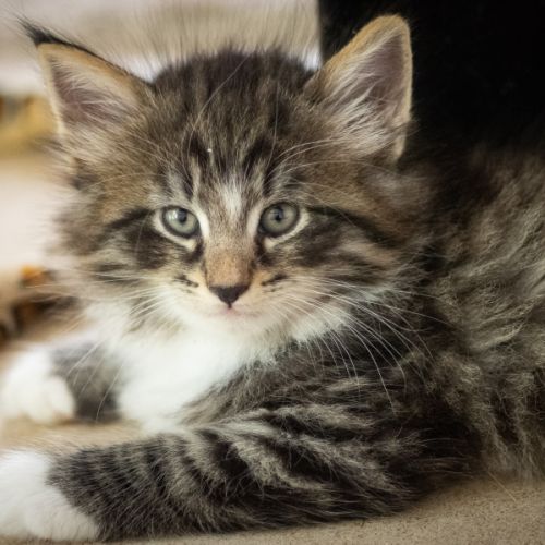 Chatons norvégiens loof disponibles pour fin août