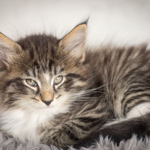 Chatons norvégiens loof disponibles pour fin août #2
