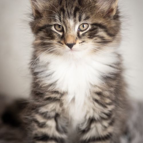 Chatons norvégiens loof disponibles pour fin août #3