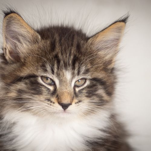 Chatons norvégiens loof disponibles pour fin août