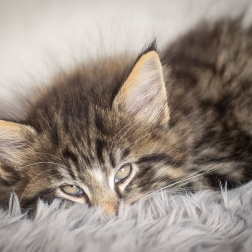 Chatons norvégiens loof disponibles pour fin août #5