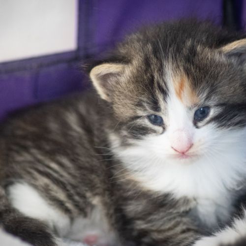 Chatons norvégiens disponibles pour fin août #4