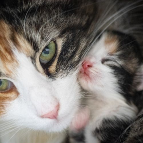 Chatons norvégiens disponibles pour fin août