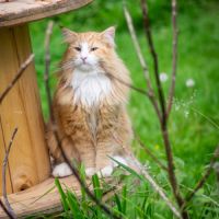 Chatons norvégiens disponibles pour fin août #1