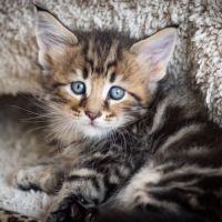 Chatons norvégiens disponibles pour mi février #1