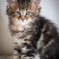 Chatons norvégiens disponibles pour mi février