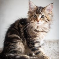 Chatons norvégiens disponibles pour mi février #2