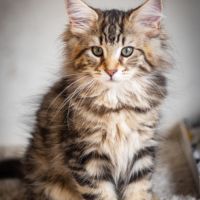 Chatons norvégiens disponibles pour mi février #3