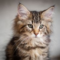 Chatons norvégiens disponibles pour mi février #4