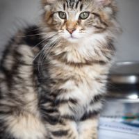 Chatons norvégiens disponibles pour mi février #5