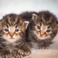 Chatons norvégiens disponibles pour mi février