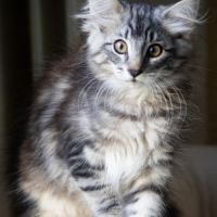 Chatons norvégiens disponibles pour mi septembre #0