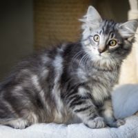 Chatons norvégiens disponibles pour mi septembre #4