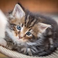 Chatons norvégiens disponibles pour mi février #4