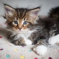 Chatons norvégiens disponibles pour mi février #5