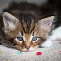 Chatons norvégiens disponibles pour mi février #6