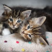 Chatons norvégiens disponibles pour mi février
