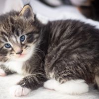 Chatons norvégiens disponibles pour fin août #0