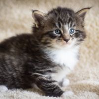 Chatons norvégiens loof disponibles pour fin août