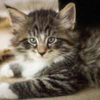 Chatons norvégiens loof disponibles pour fin août