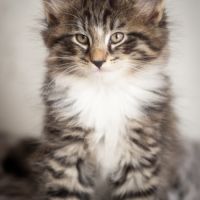 Chatons norvégiens loof disponibles pour fin août #3