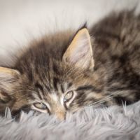 Chatons norvégiens loof disponibles pour fin août #5