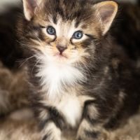 Chatons norvégiens loof disponibles fin octobre