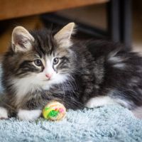Chatons norvégiens loof disponibles fin octobre