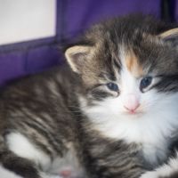 Chatons norvégiens disponibles pour fin août #4