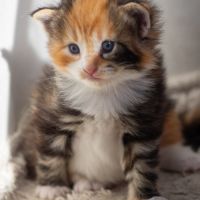 Chatons norvégiens disponibles pour fin août #5