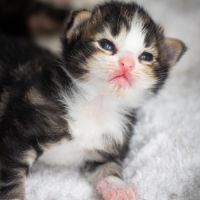 Chatons norvégiens loof disponibles fin octobre
