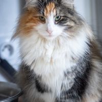 Chatons norvégiens disponibles pour fin août #6
