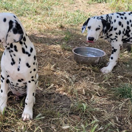 Chiots dalmatiens mâle #1