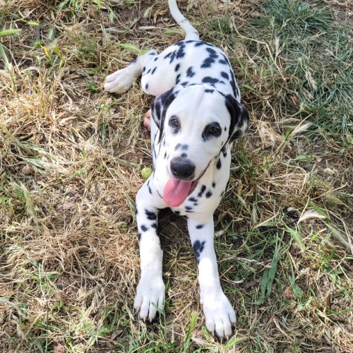 Chiots dalmatiens mâle #5