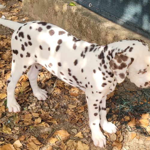 Chiots dalmatiens mâle #6