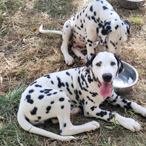 Chiots dalmatiens mâle #7