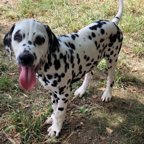 Chiots dalmatiens mâle #8