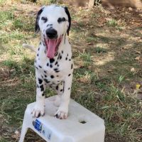 Chiots dalmatiens mâle