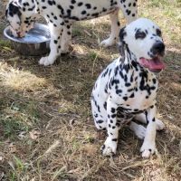 Chiots dalmatiens mâle #3