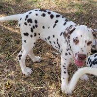 Chiots dalmatiens mâle #4