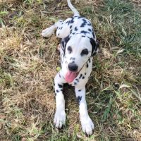 Chiots dalmatiens mâle #5