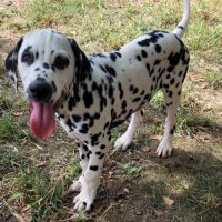 Chiots dalmatiens mâle #8