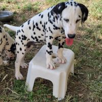 Chiots dalmatiens mâle #9